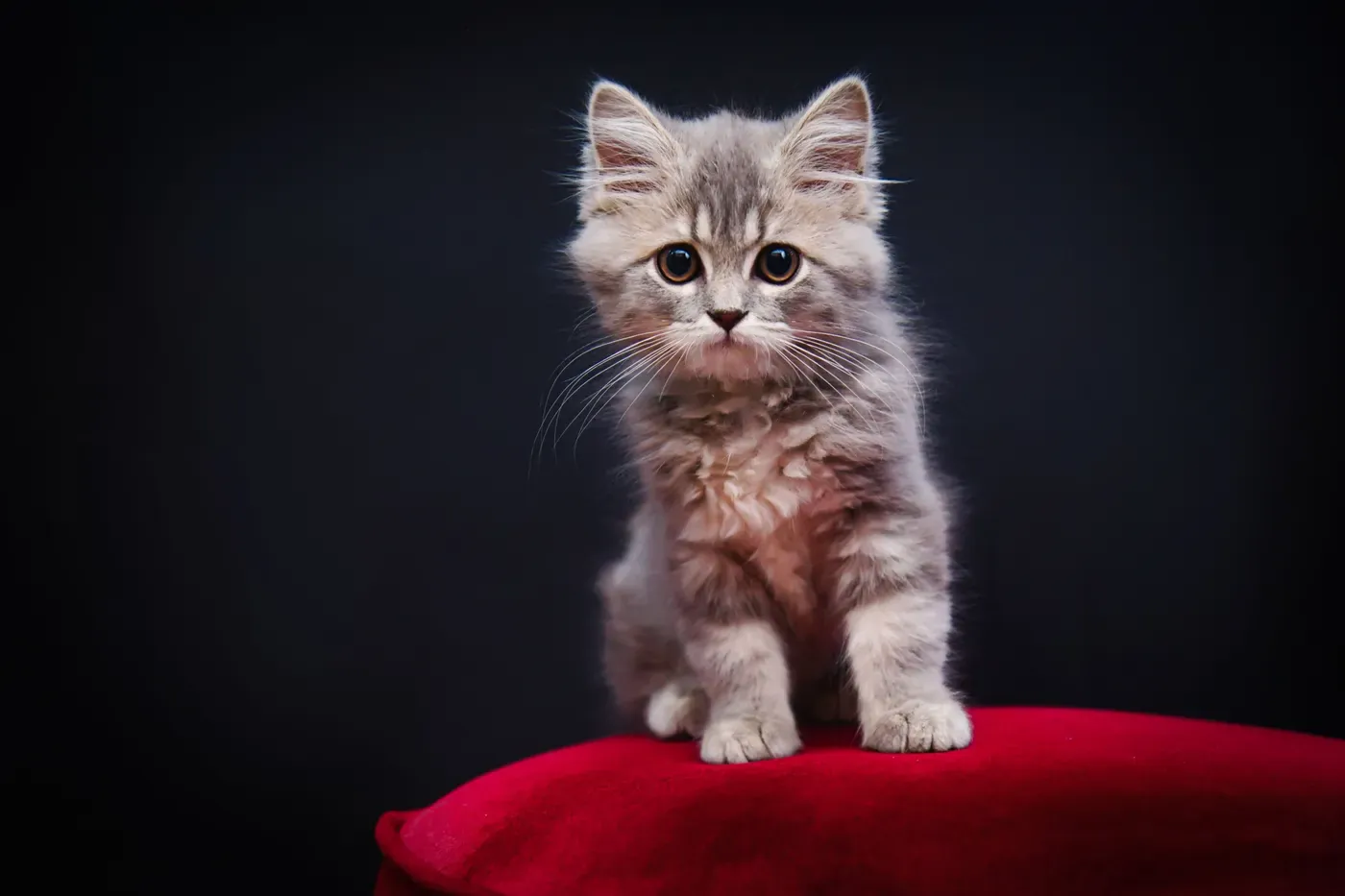Chien et chat
