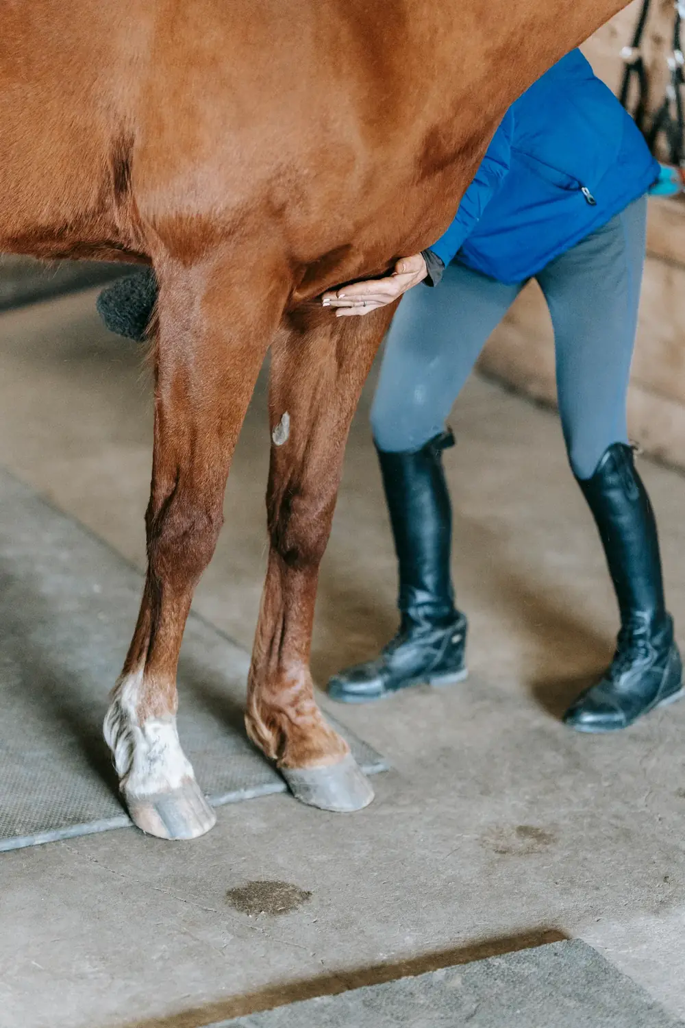 Cheval